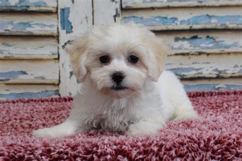 Puppy for Sale in Saint Paul feliciathecreative. . Dogs for sale mn